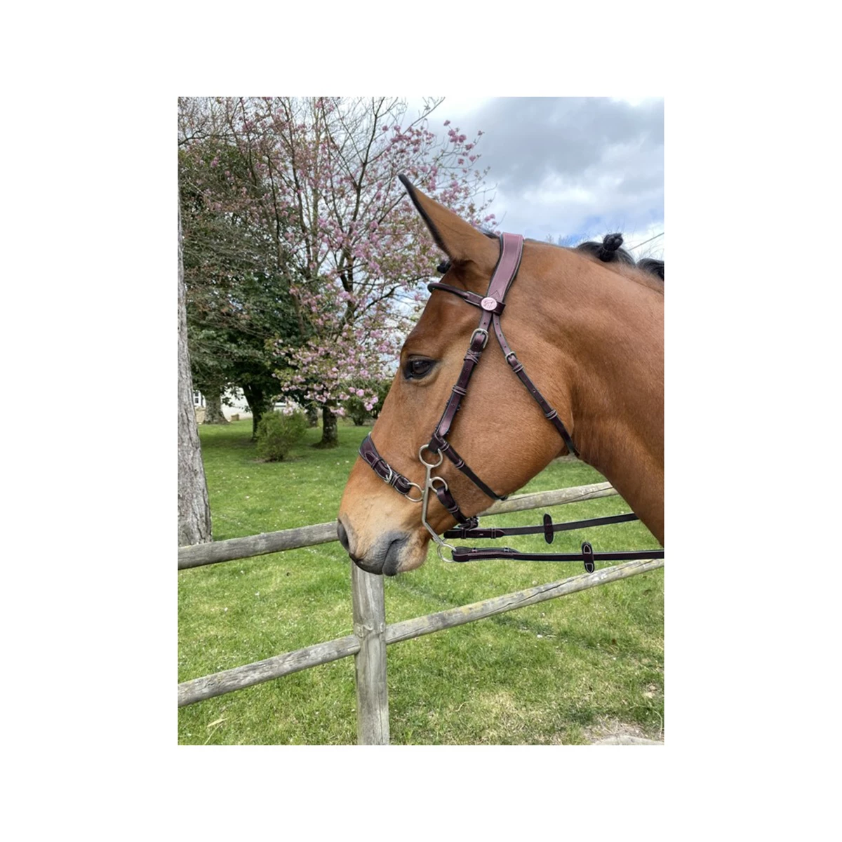 Jump'in Hackamore Bridle - Week Collection 2 Jump'in Hackamore Bridle - Week Collection - Image 2