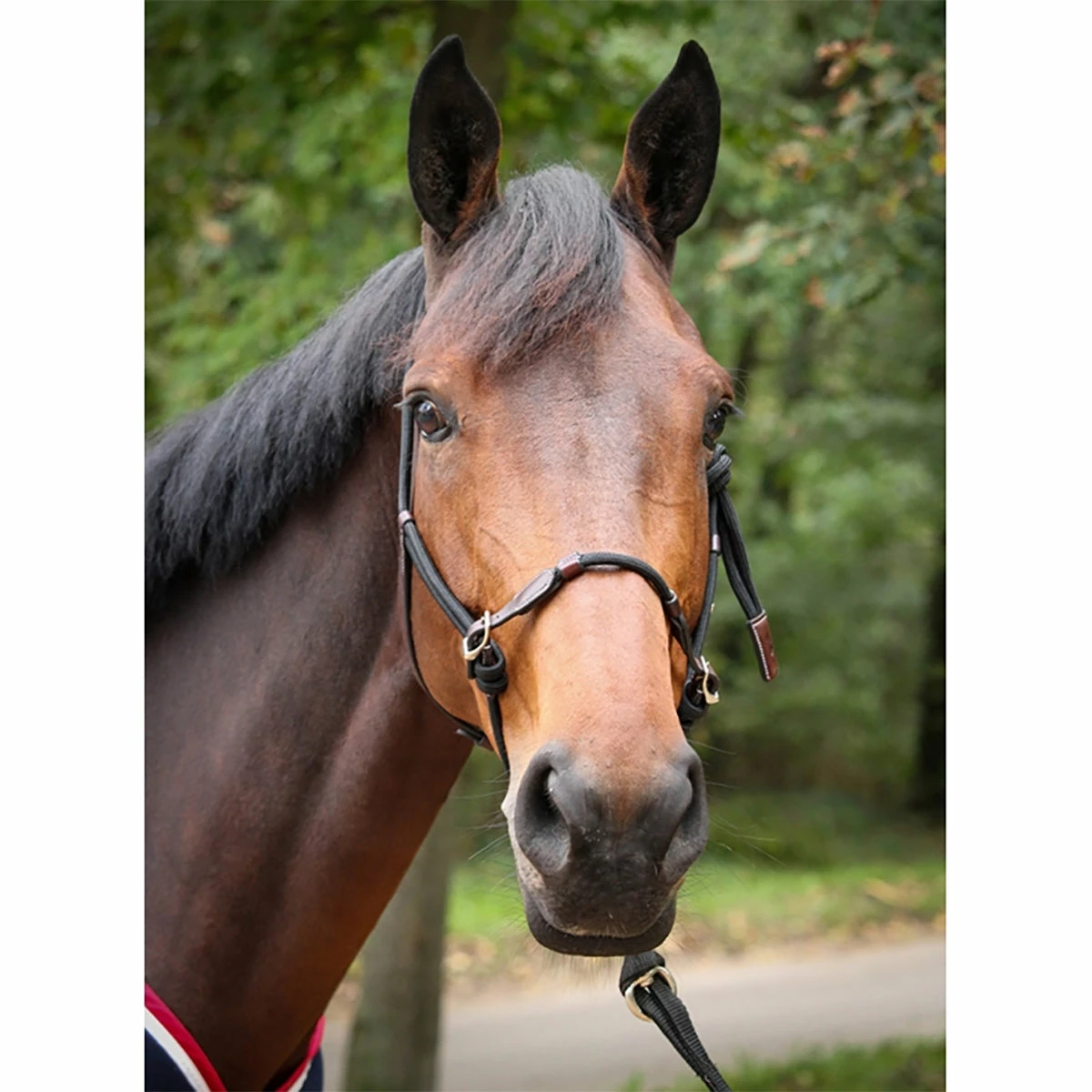 Penelope Ethological Halter 2 Penelope Ethological Halter - Image 2