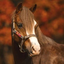 5/A Baker Breakaway Halter With Full Leather Crown -Farm House Tack Sales Shop baker breakawayhalter