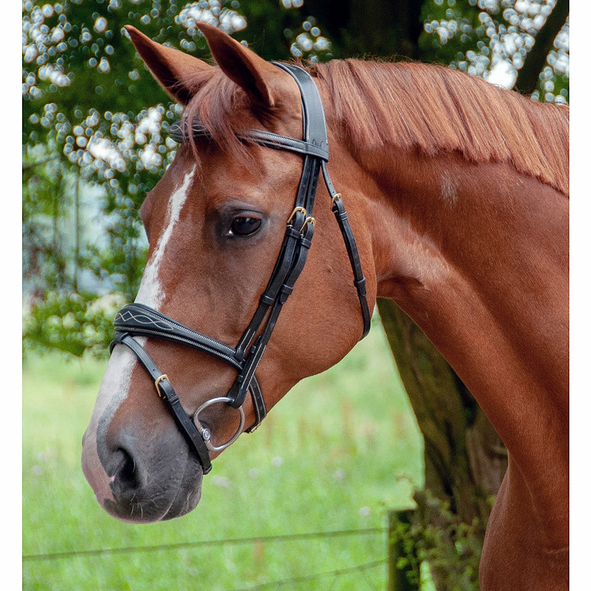 Dy'on Anatomic Flash Noseband Bridle - D Collection 7 Dy'on Anatomic Flash Noseband Bridle - D Collection - Image 7