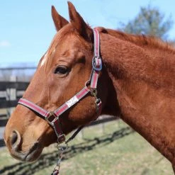 Tuffrider Nylon Breakaway Halter And Lead -Farm House Tack Sales Shop grey red 07751.1587406680.1280.1280