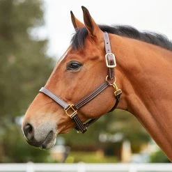 Walsh British Halter -Farm House Tack Sales Shop halter2 66295697 bec2 4526 afc4 9d12955db5e8