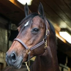 Walsh British Halter -Farm House Tack Sales Shop halter4