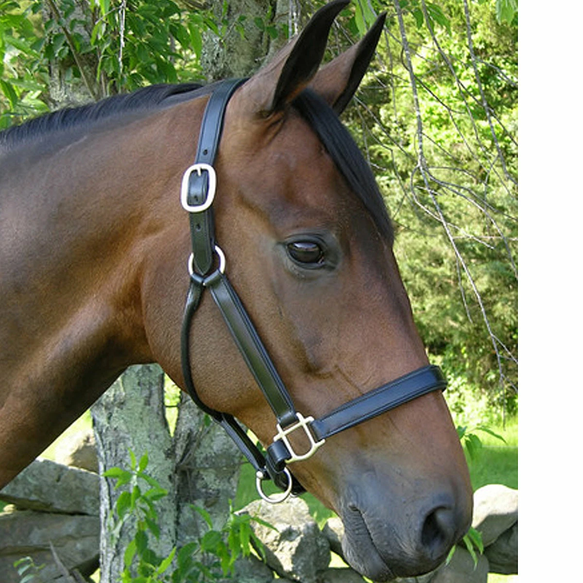 Black Oak By KL Select Sycamore Halter 1 Black Oak By KL Select Sycamore Halter