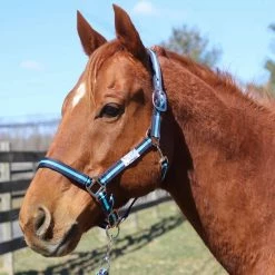 Tuffrider Nylon Breakaway Halter And Lead -Farm House Tack Sales Shop navy neon blue front 42347.1587406681.1280.1280